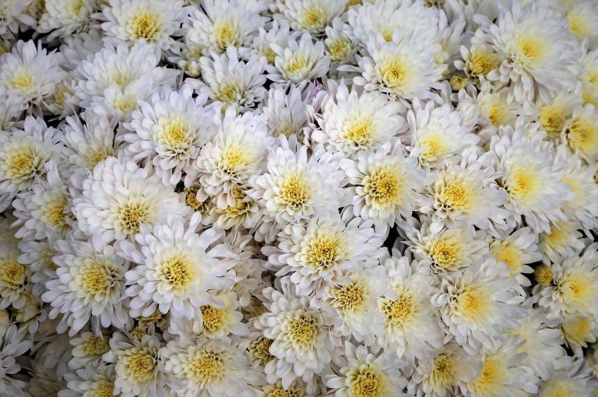 每日一花12.9：菊