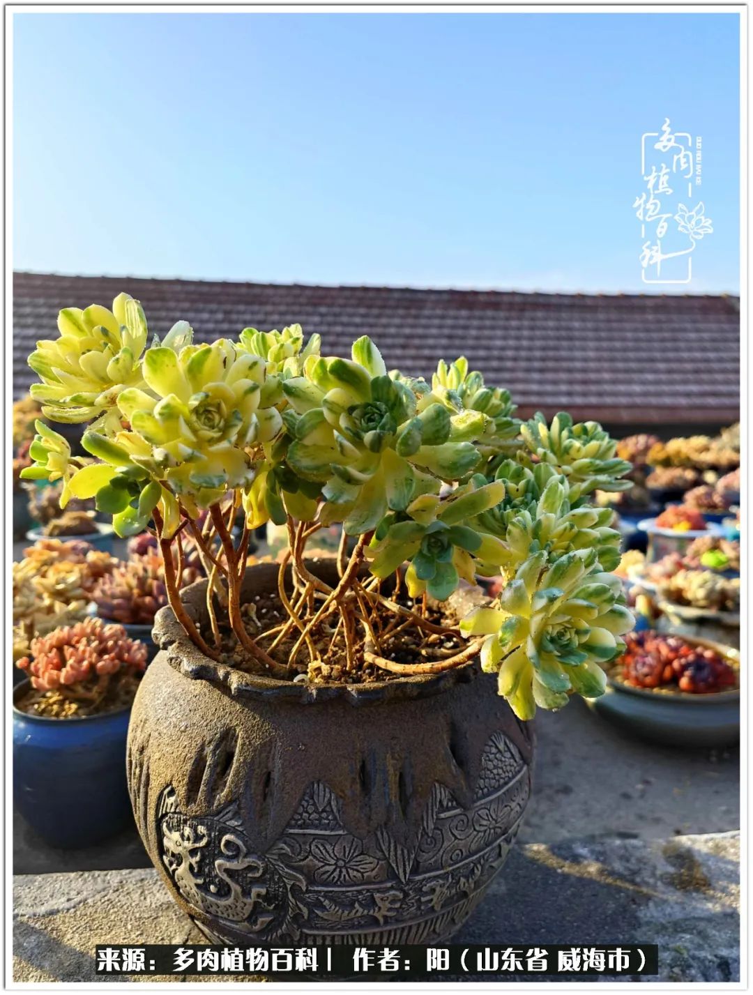 浜洪棿鐑熺伀鑷湁涓囧崈棰滆壊,浜洪棿鐑熺伀鐨嗘槸骞冲嚒棰滆壊