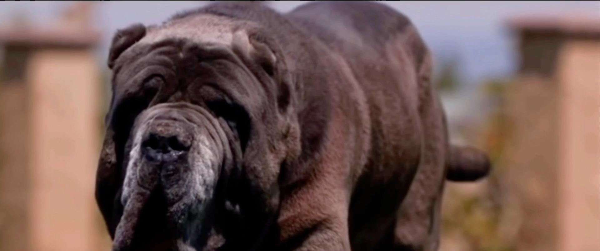 藏獒:中国的郁金香泡沫