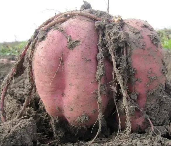 红薯增产最简单方法,红薯增产三妙招