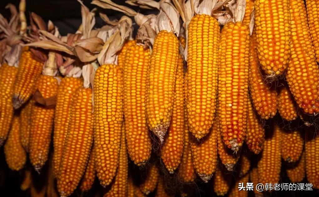 一年一度国庆节收玉米,记忆中的秋天收玉米