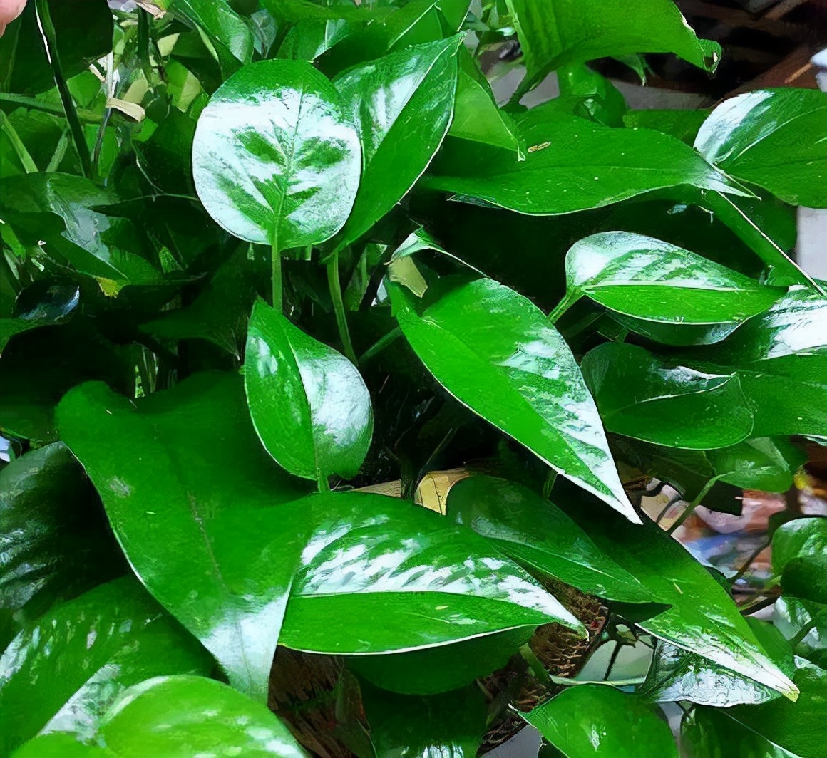 绿萝每月喂什么,绿萝的生活习性和喜好