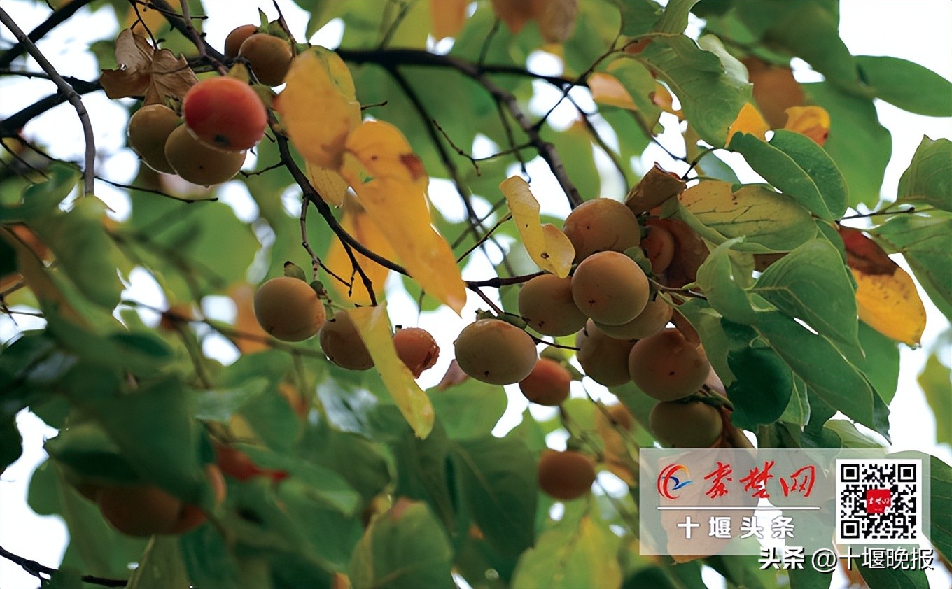 又香又甜的秋果,哪种秋果最好吃