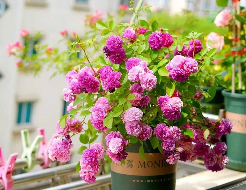 门口种月季花有什么讲究吗,月季花买哪种最好