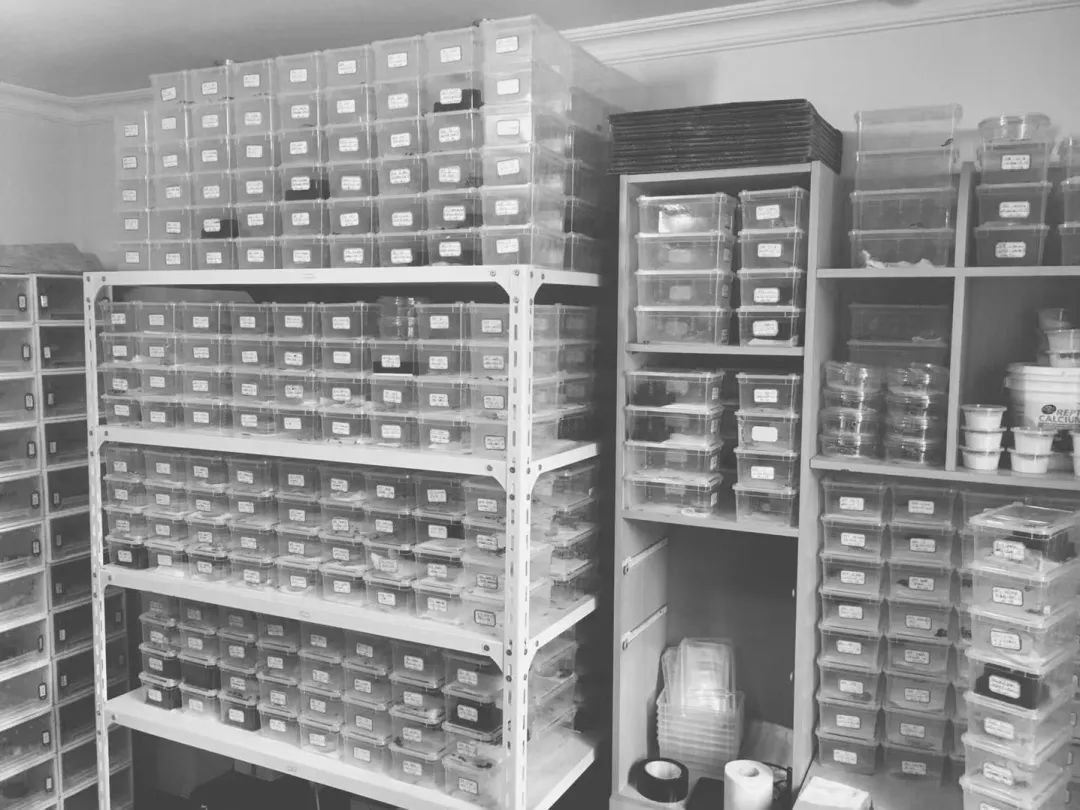 疫情与那些养爬行动物的人