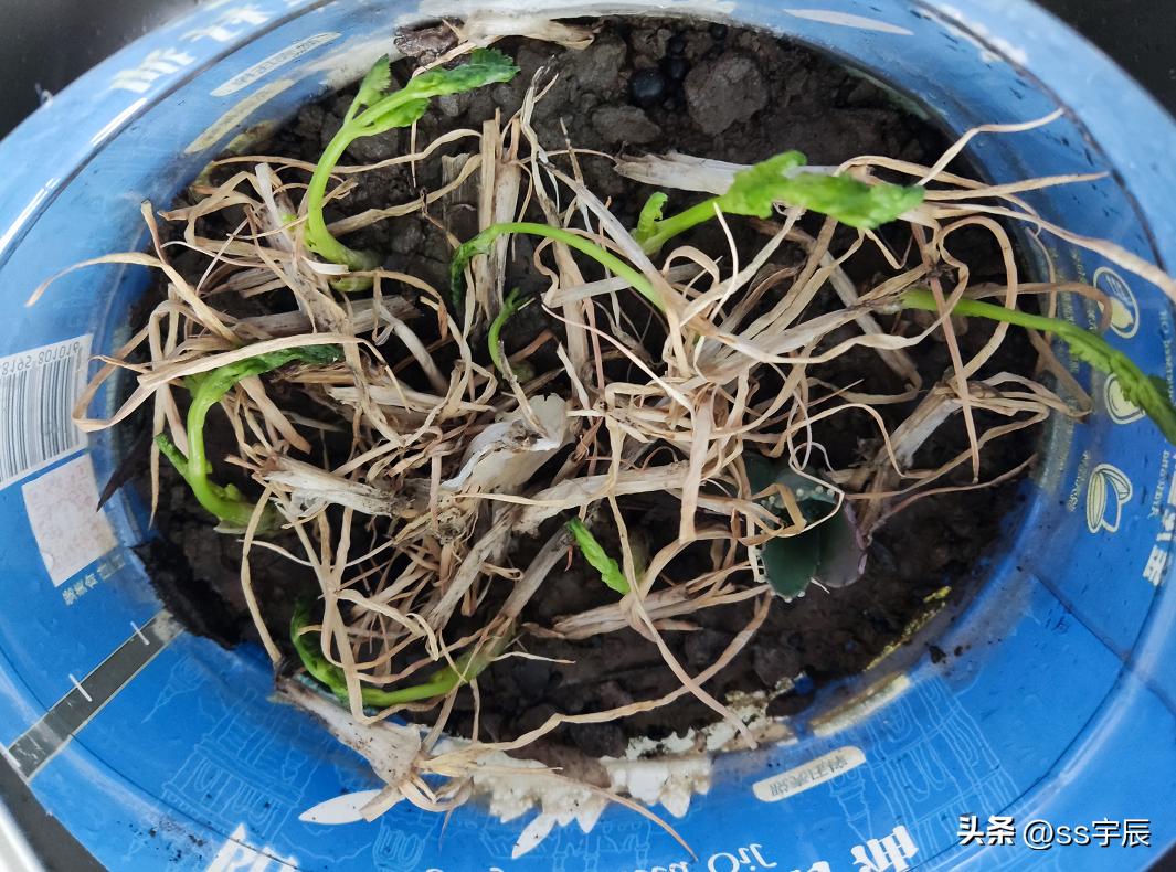 阳台种植香菜的做法,阳台种植香菜怎么施肥