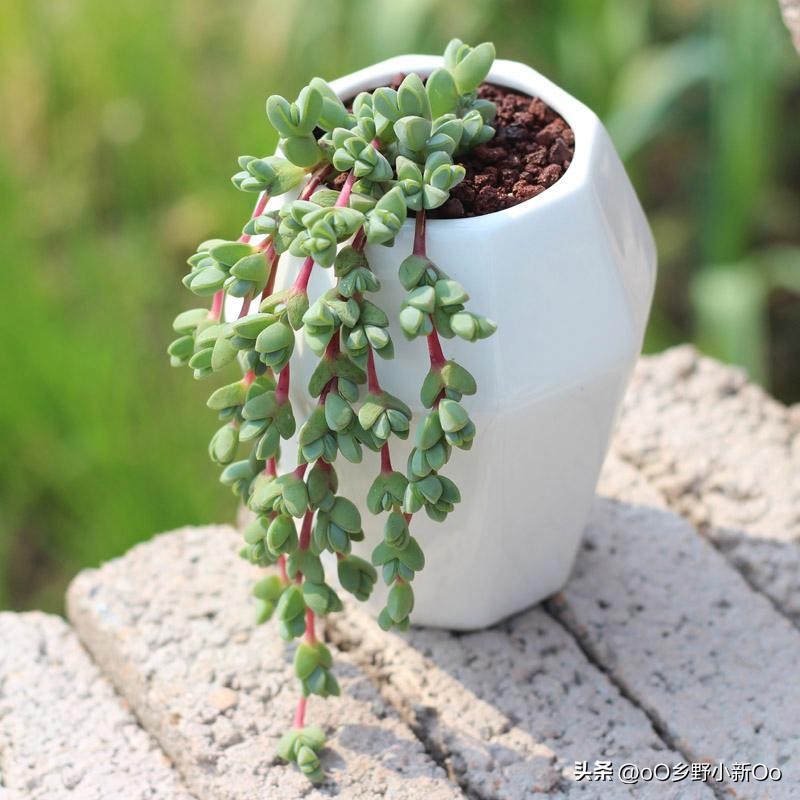 碧玉养殖方法和技巧,碧玉的养殖方法和注意事项