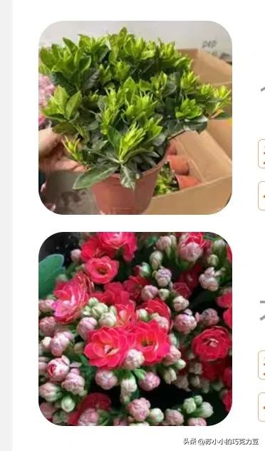 绿萝怎么养才能更旺盛加酱油,用酱油养绿萝怎么样