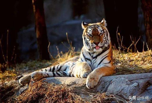 遇到老虎如何保命千万不要逃跑,在野外遇到老虎应该怎么自救