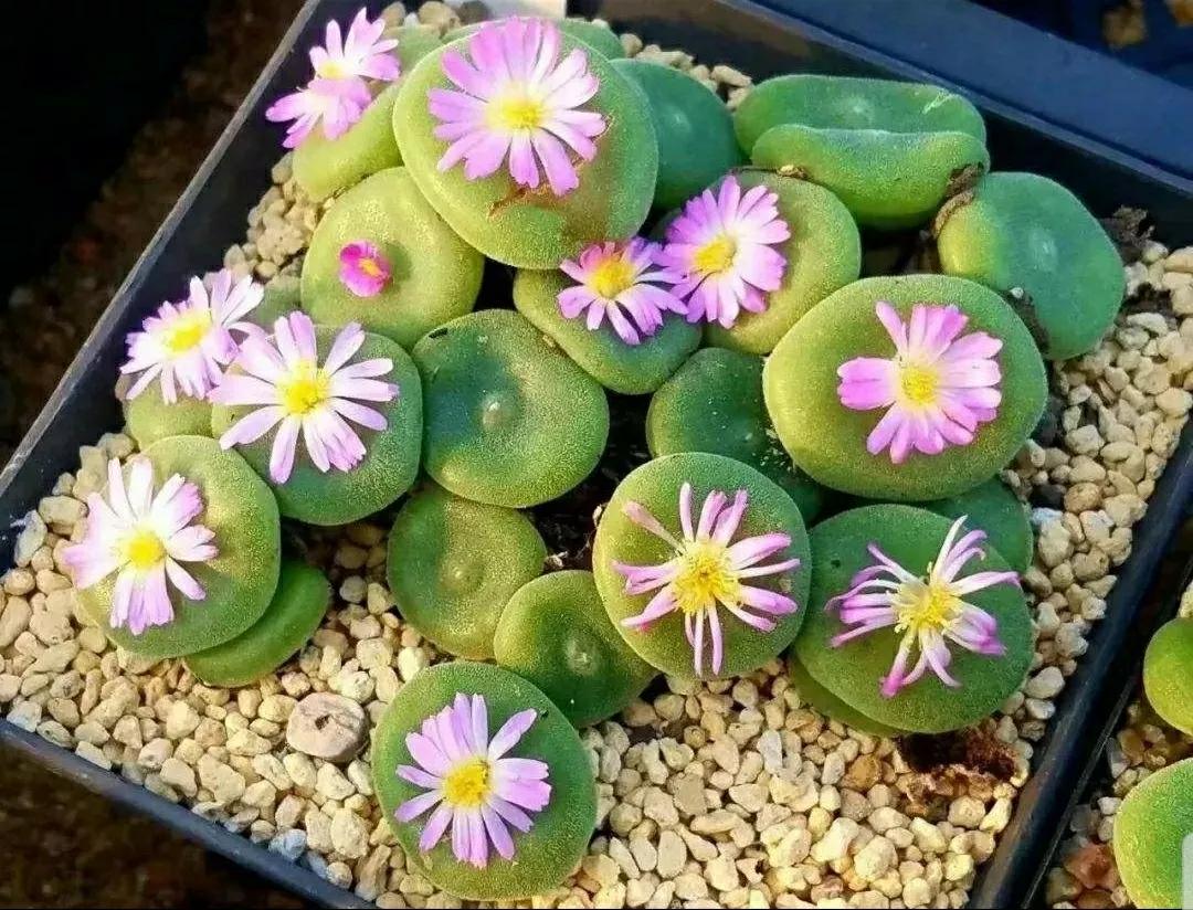 多肉植物石头开花,多肉石头花秋季