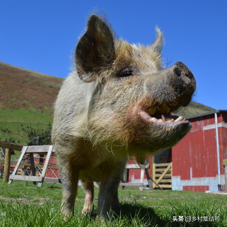 新西兰格伦诺基动物体验农场:一家以动物体验为主题的特色农场
