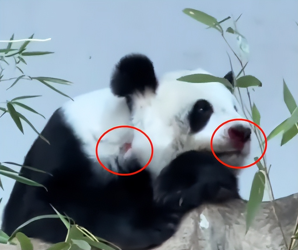 泰国不再被中国人喜爱?背后原因令人深思，网友：怕你噶我腰子！