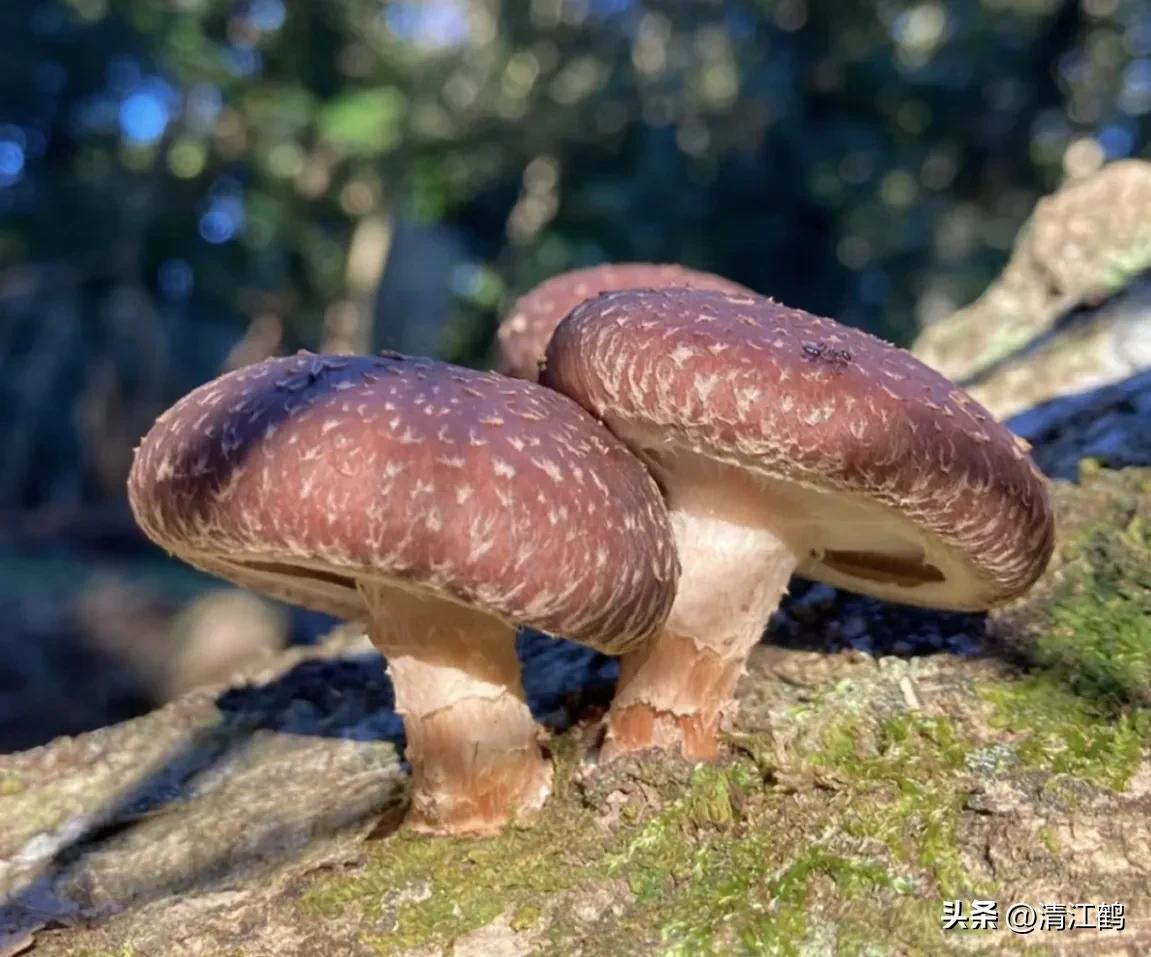 人称“蜂花醇”，有“9大增产用途”，对照使用，可提质增效