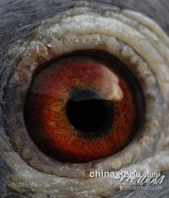 万里挑一的获奖者图片,万里挑一比赛视频