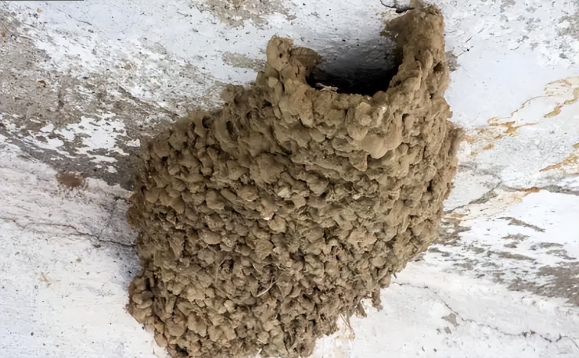 燕子窝底下怎么处理会干净,现在燕子窝怎么那么脏