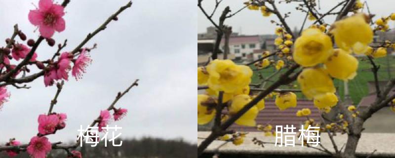 腊梅在温室和室外开花早晚一样吗,腊梅的花苞遇到正常温度就开花吗