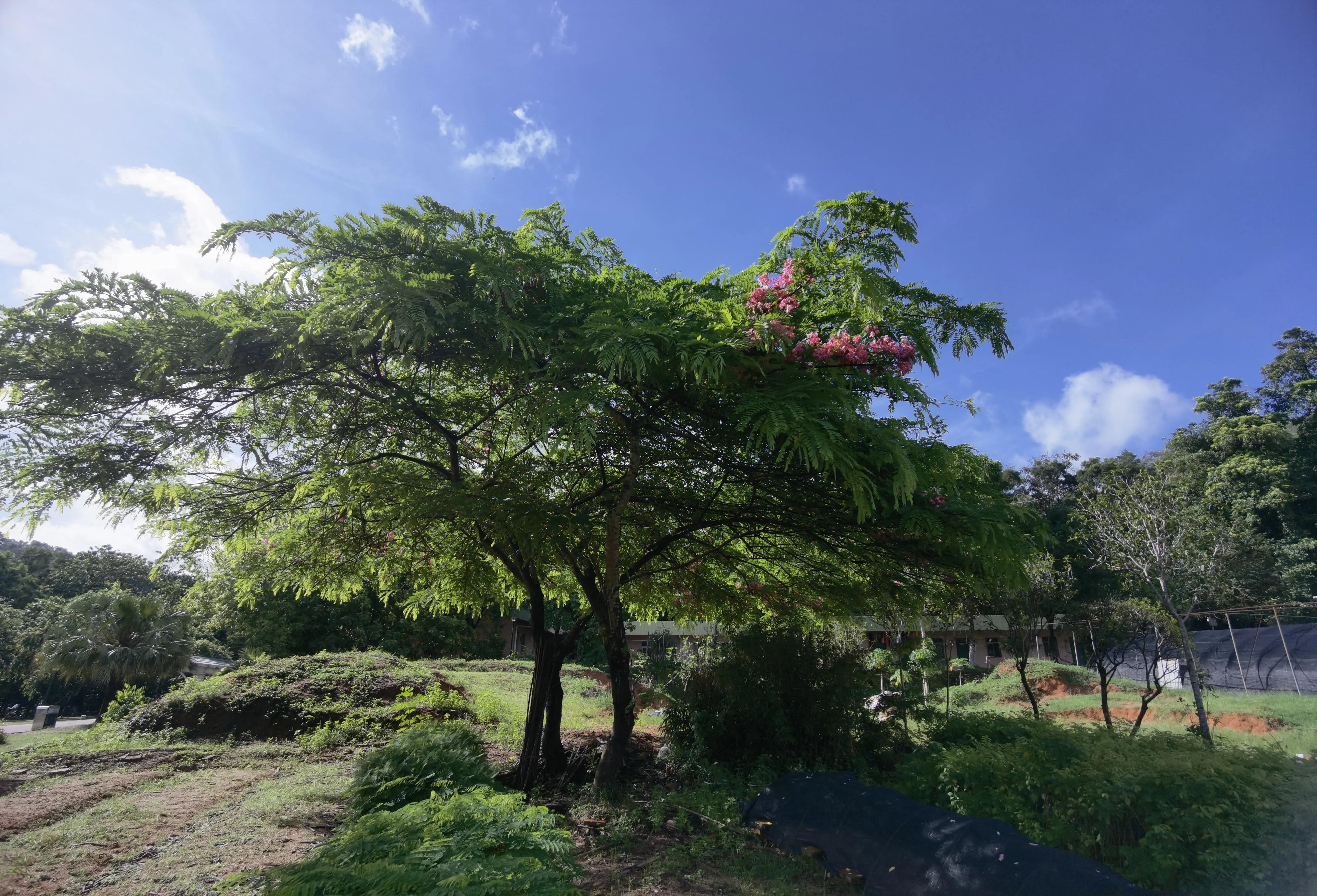 端午节过节费领取表,端午过节给父母多少过节费