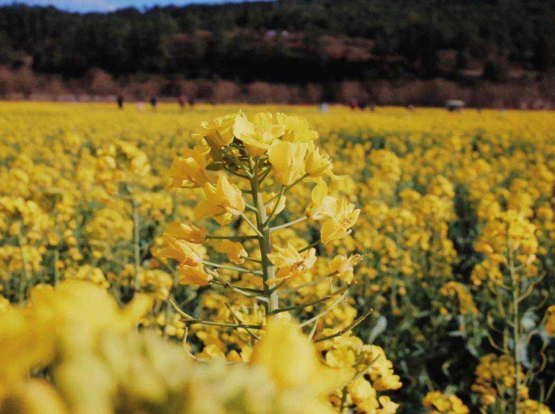 春天昆明赏花有哪些景点,春天来春城昆明7大赏花好去处