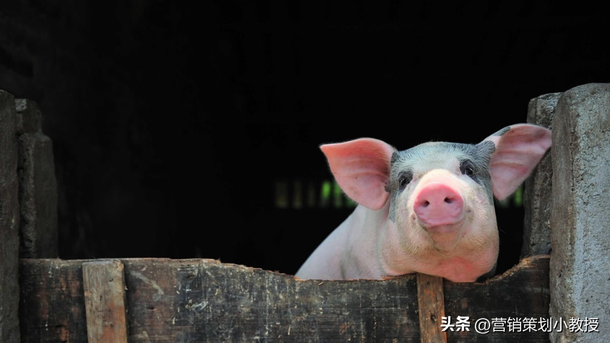 养猪致富是怎么赚钱的,农村养猪一年1万头赚几个亿