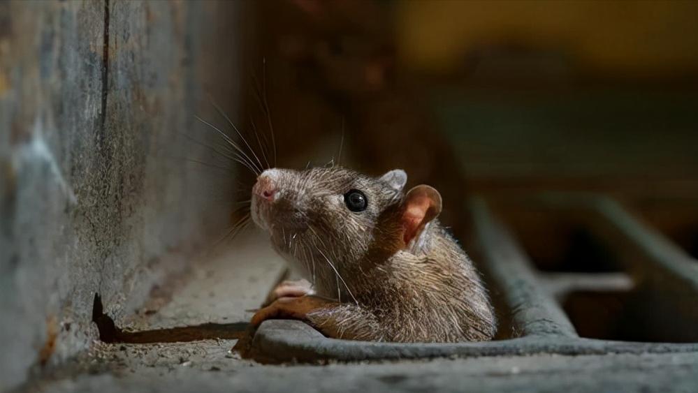 鼠王被抓叫来老鼠报复咬人,老鼠爬到床上为什么还会咬人