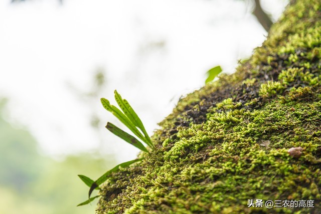 植物辨别方位还有其他方法吗,大自然怎么靠植物辨别方向