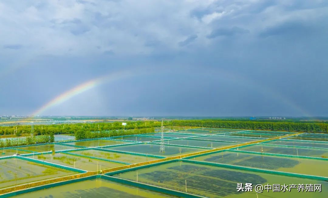 江苏螃蟹基地,探访阳澄湖螃蟹养殖区