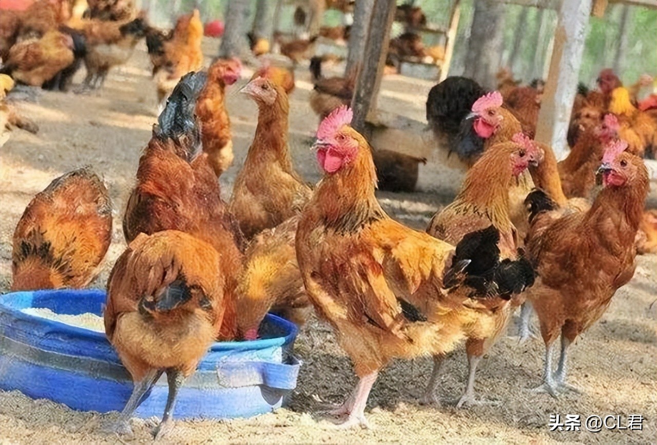 古话说穷不养狗富不养猫是啥意思,在农村养鸡养羊真的行吗