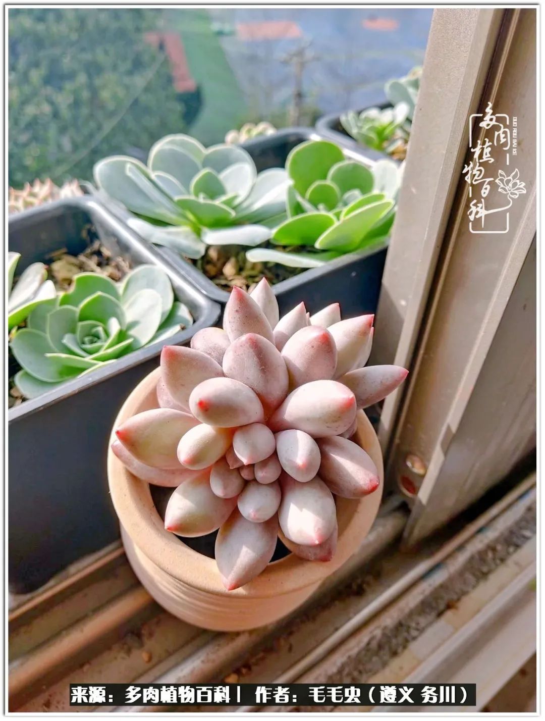 多肉可抵岁月,多肉之花语