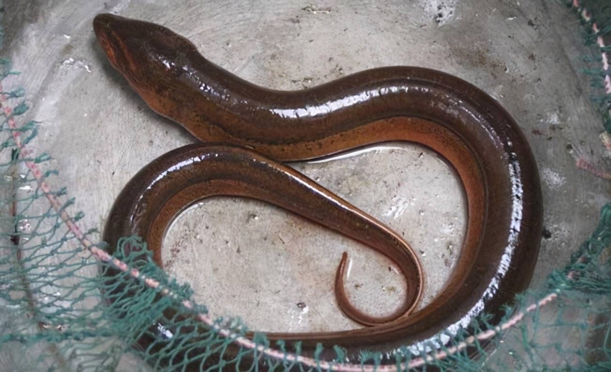 最容易有寄生虫的鱼,公认最脏的4种鱼