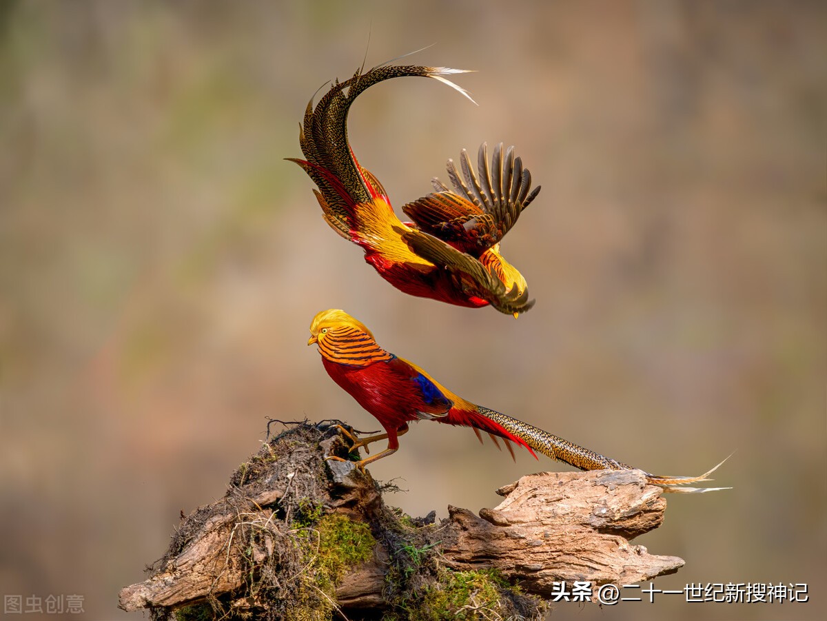 天干十神兽的故事（三）有凤来仪，变化万千，从神话飞入现实