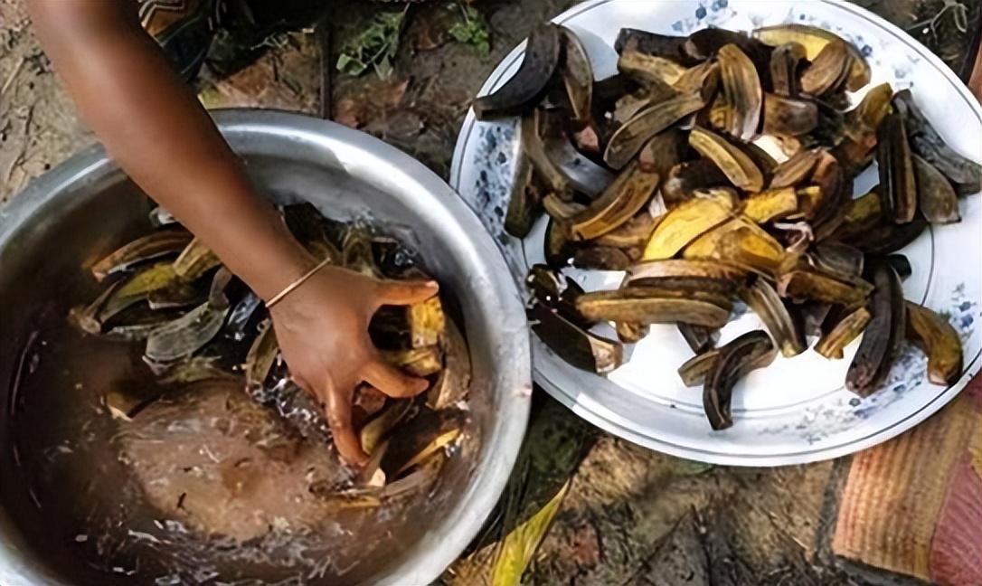 在中国用来喂猪的玉米芯,在中国喂猪的玉米棒子