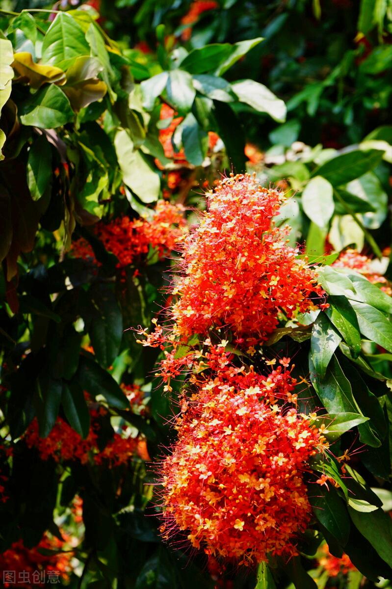 一花一深爱，花海美蓝天，花艳醉*光春**，花笑荡柔情，人间如仙境