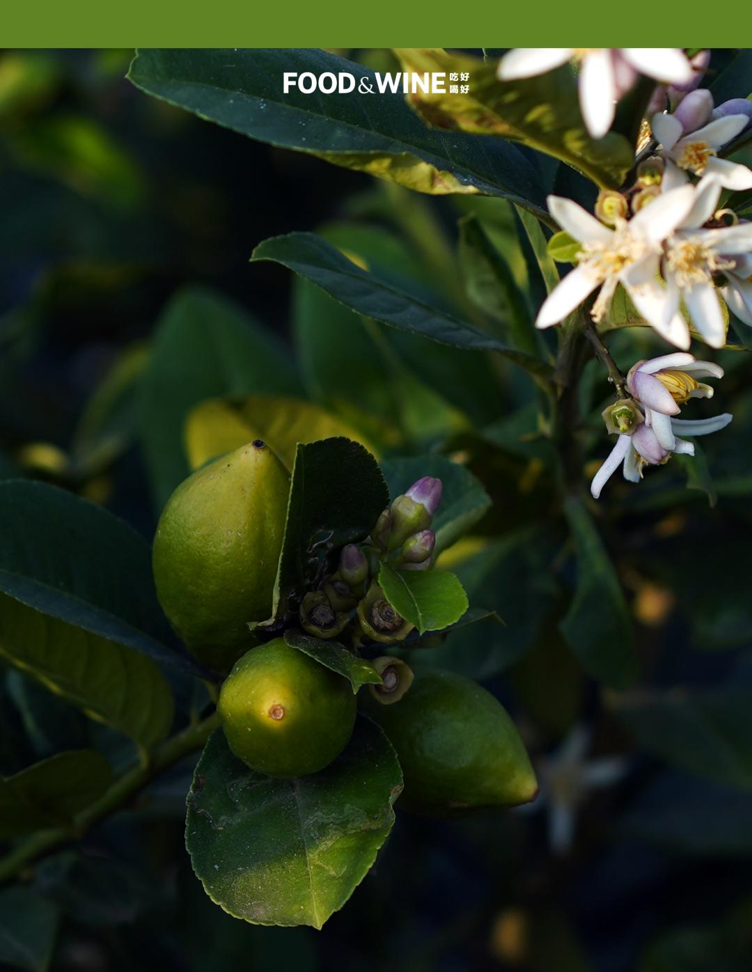 广东香水柠檬10块钱一斤,10块一杯的柠檬茶如何提高单价