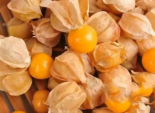 菇娘果种植与管理,怎么种姑娘果好吃