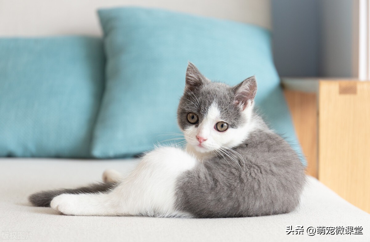 你知道我们生活中最热门、最主流的宠物品种是什么吗？