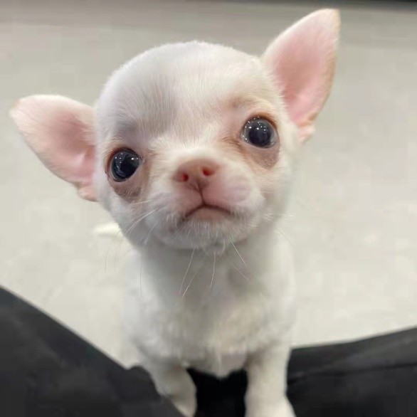 吉娃娃的宠物,吉娃娃宠物日常