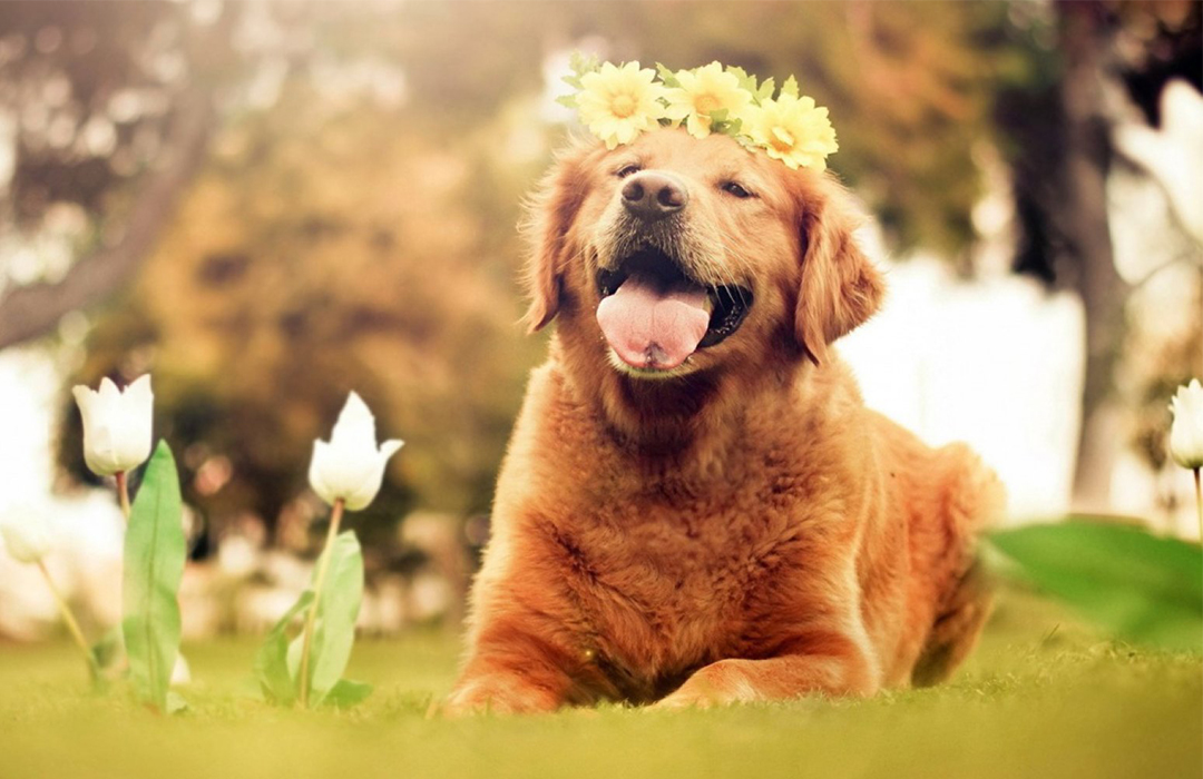 什么狗性格比较稳定又暴力,常见狗中哪种狗战斗力最强