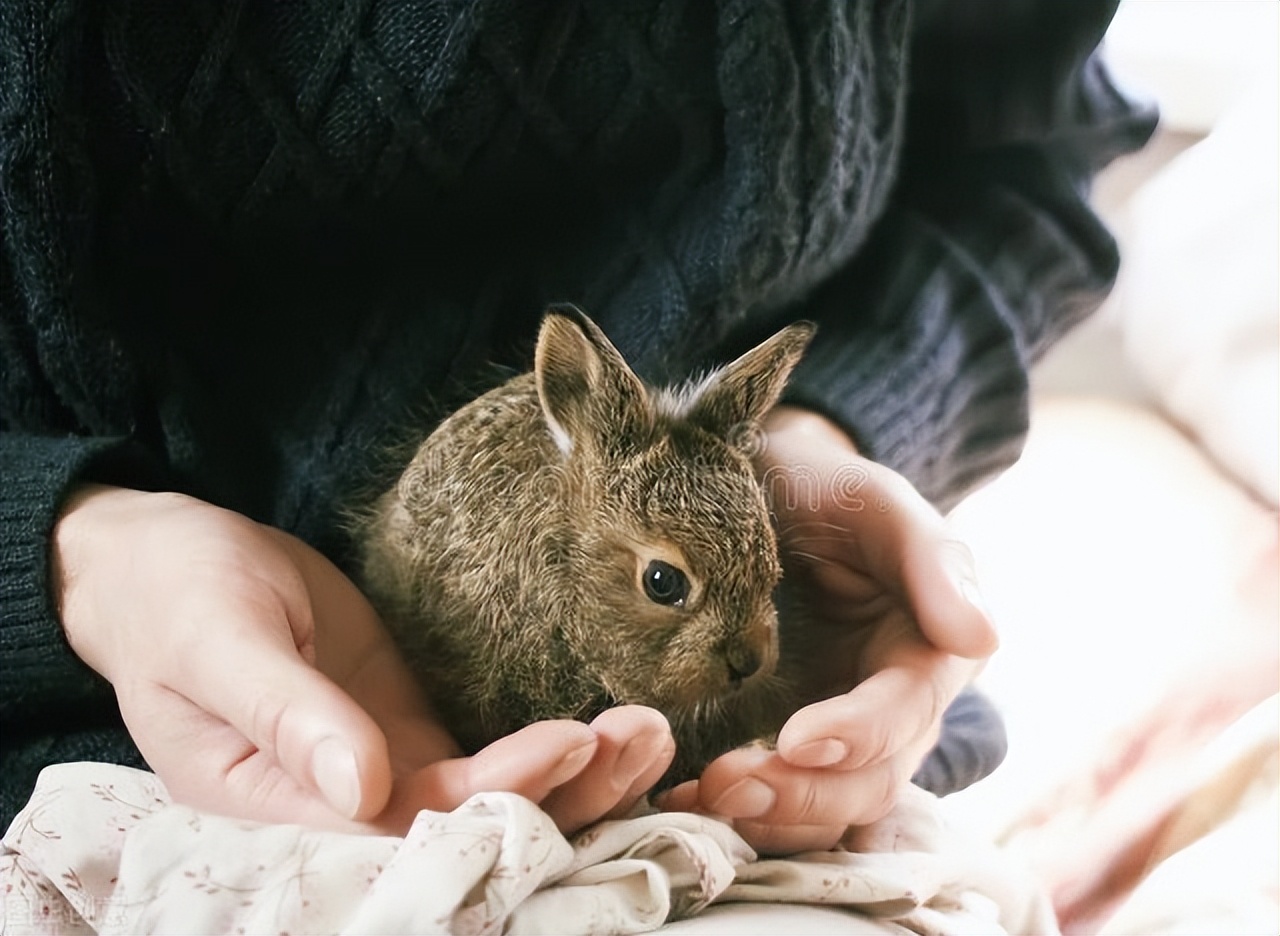 兔子打喷嚏是什么声音,兔子频繁打喷嚏是什么原因