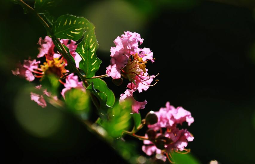 一树紫薇开，古诗词里的紫薇花，繁花似锦赏心悦目，可与牡丹媲美