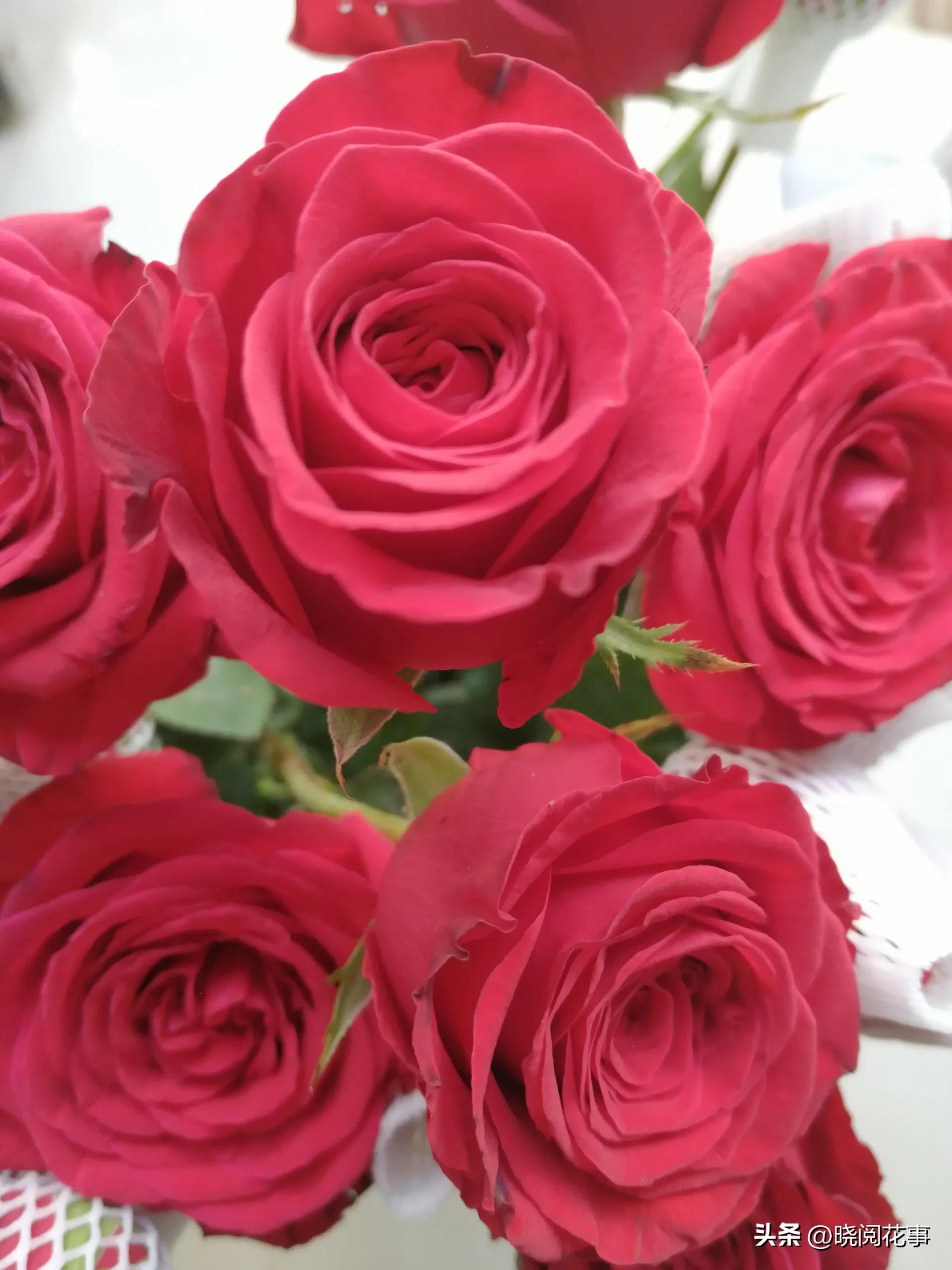 怎么提前准备花表白,表白女朋友送什么花