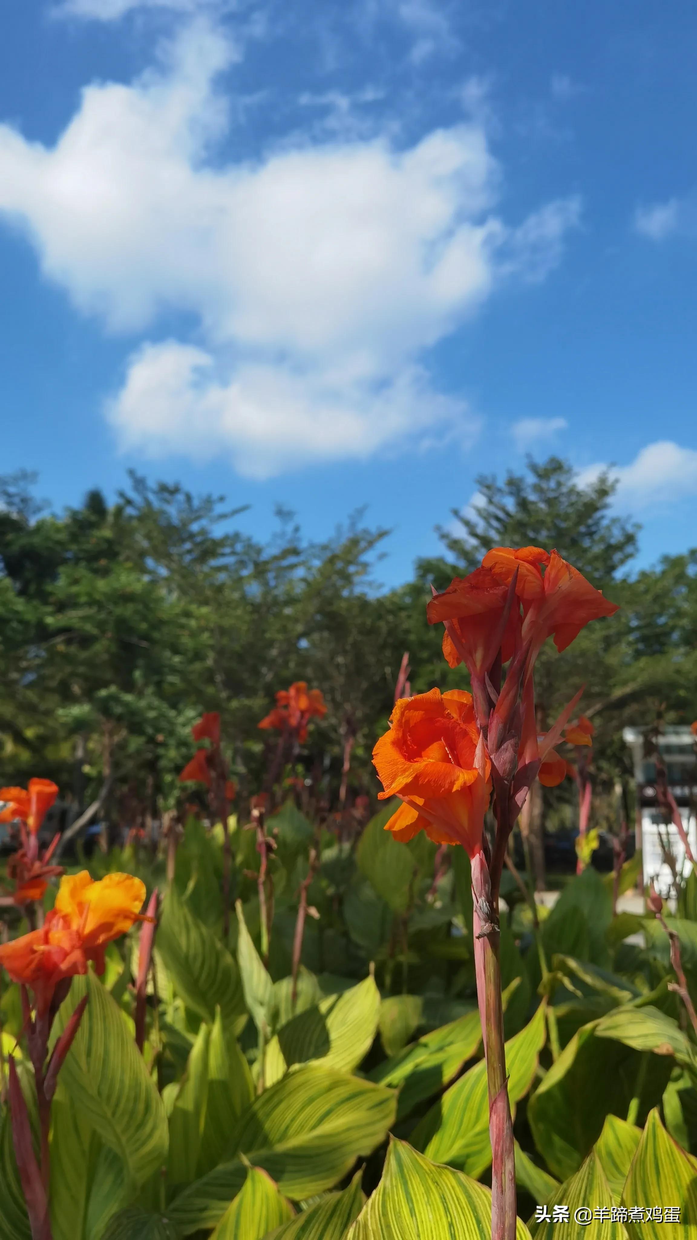 三亚椰梦长廊日落绝美,三亚湾椰梦长廊看夕阳最佳观赏点