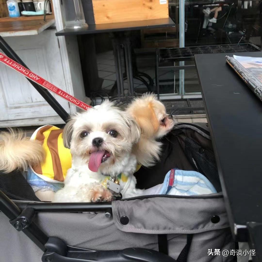 宠物婴儿车,宠物出门婴儿车