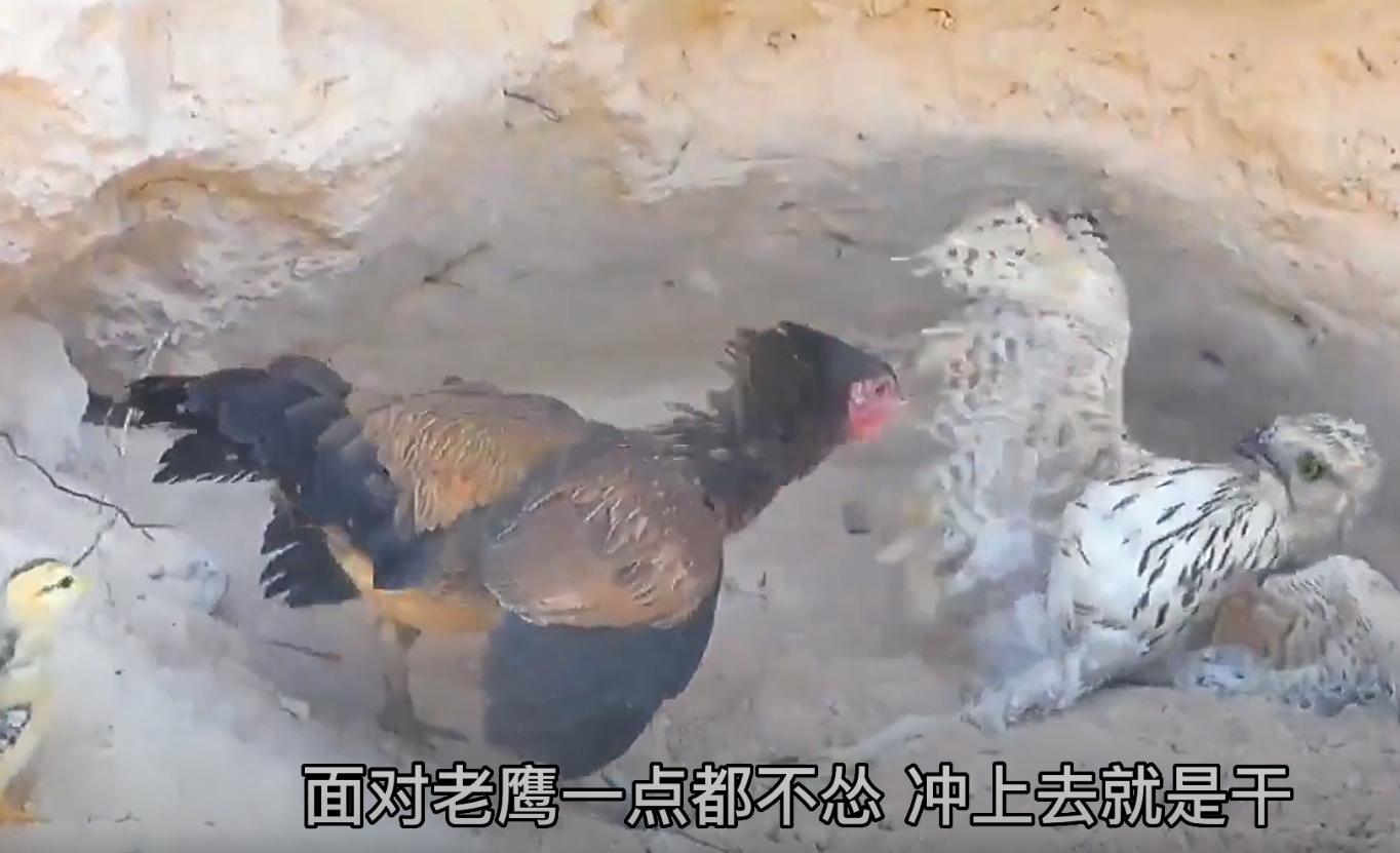 螳螂大战100只世界上最弱的蚂蚁,七大食肉动物大战大象和犀牛