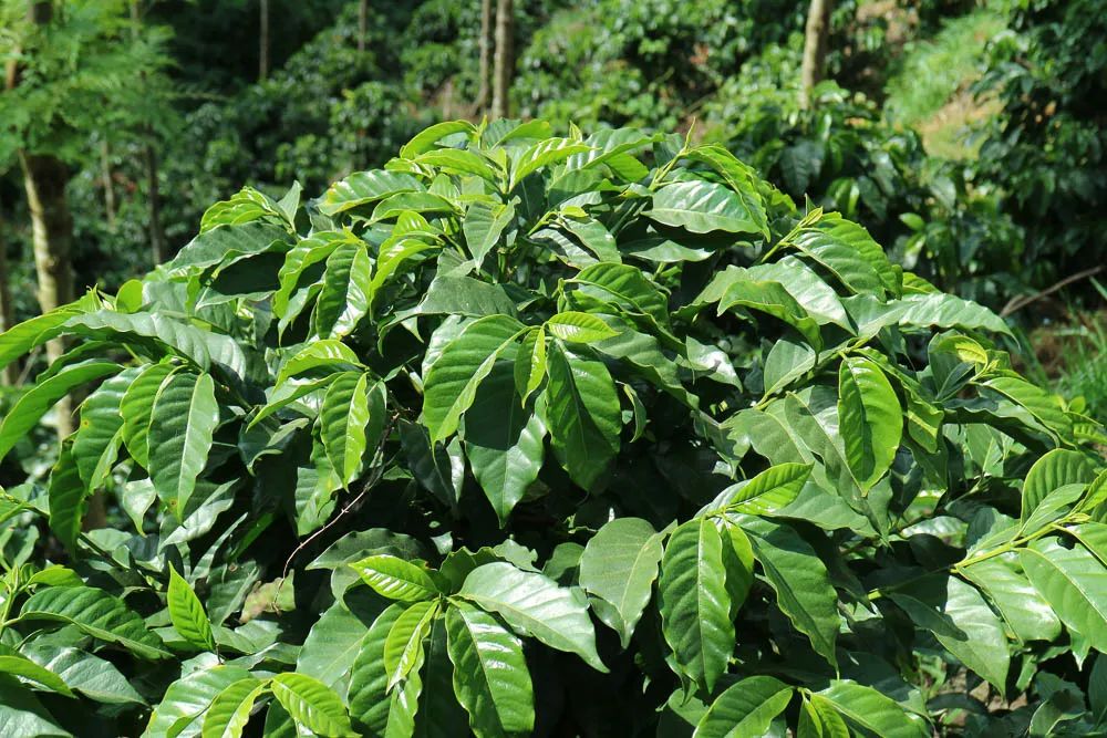 阿拉比卡豆咖啡四大产区,咖啡品种阿拉比卡