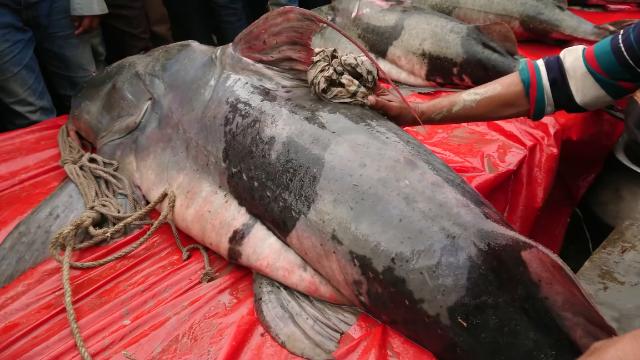 在印度是吃人水怪,在云南就是道菜!快要消失的面瓜鱼有多好吃?