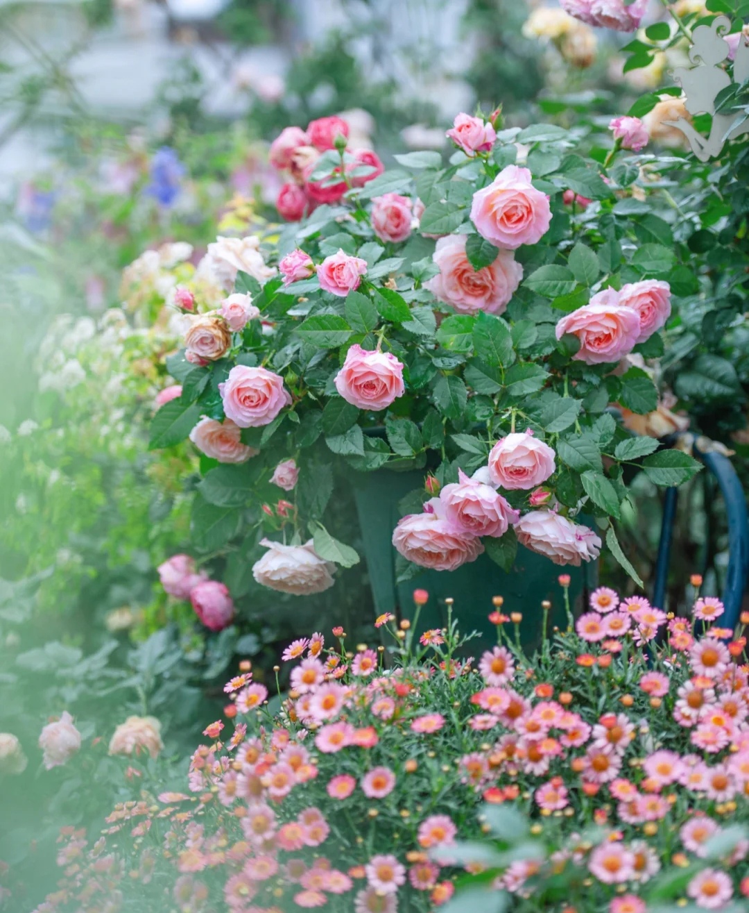 春天种的花花草草,9种花掐根枝就能活不用管就爆盆