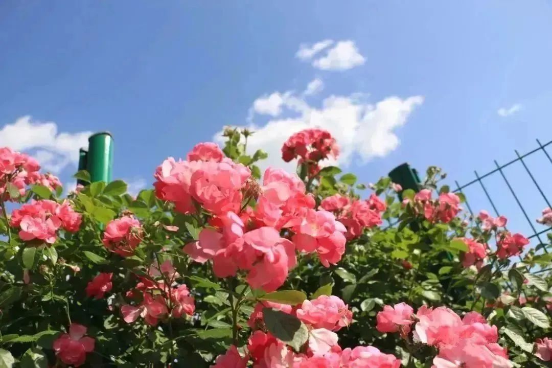 月季花开娇艳无比,月季花开得正烂漫