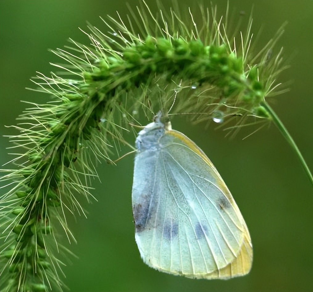 狗尾巴草哪部分可煮水喝,狗尾巴草煮水喝的功效及传说