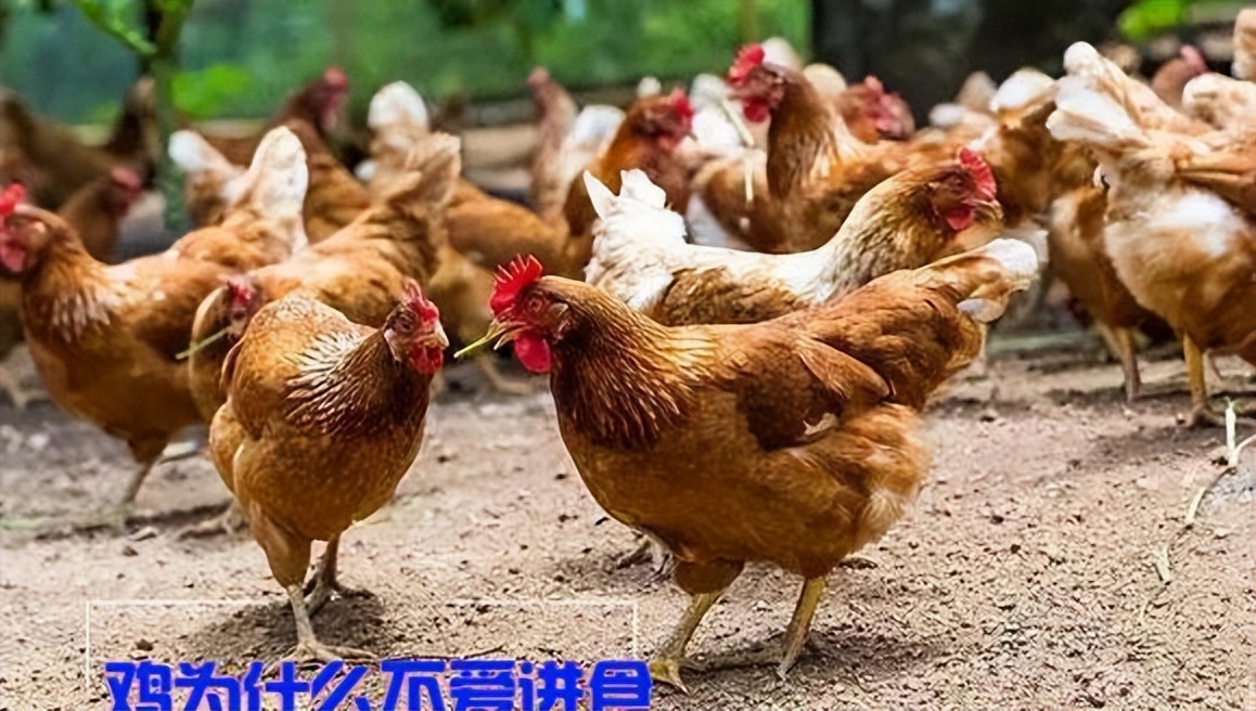 鸡为什么不吃东西精神好,鸡不吃食也不喝水怎么回事
