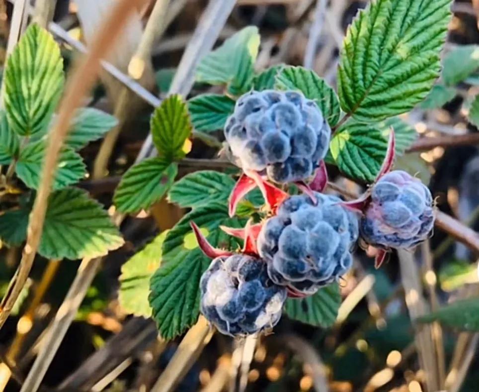 农村的野果都有哪些,农村独有的野果长什么样